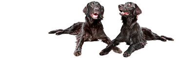 flat coated retriever