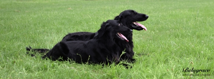 Vrh A - Flat Coated Retriever