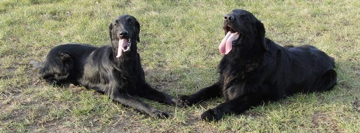 Vrh &quot;A1&quot; - Flat Coated Retriever